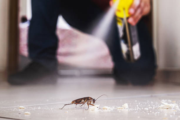 Insect Control in Bishop, TX